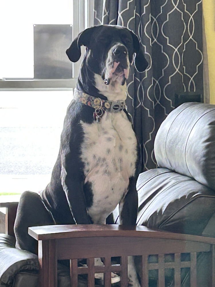 OLIVER - Great Dane available for adoption