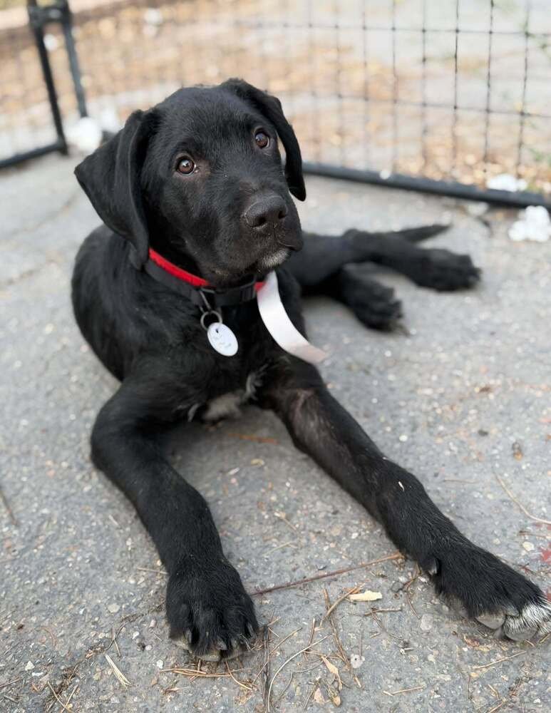 INK - Terrier available for adoption