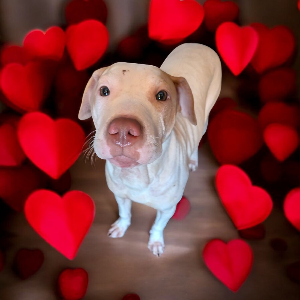 FRANKIE - Terrier available for adoption