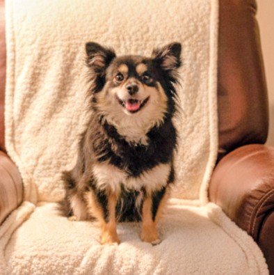 JUNO - Terrier available for adoption