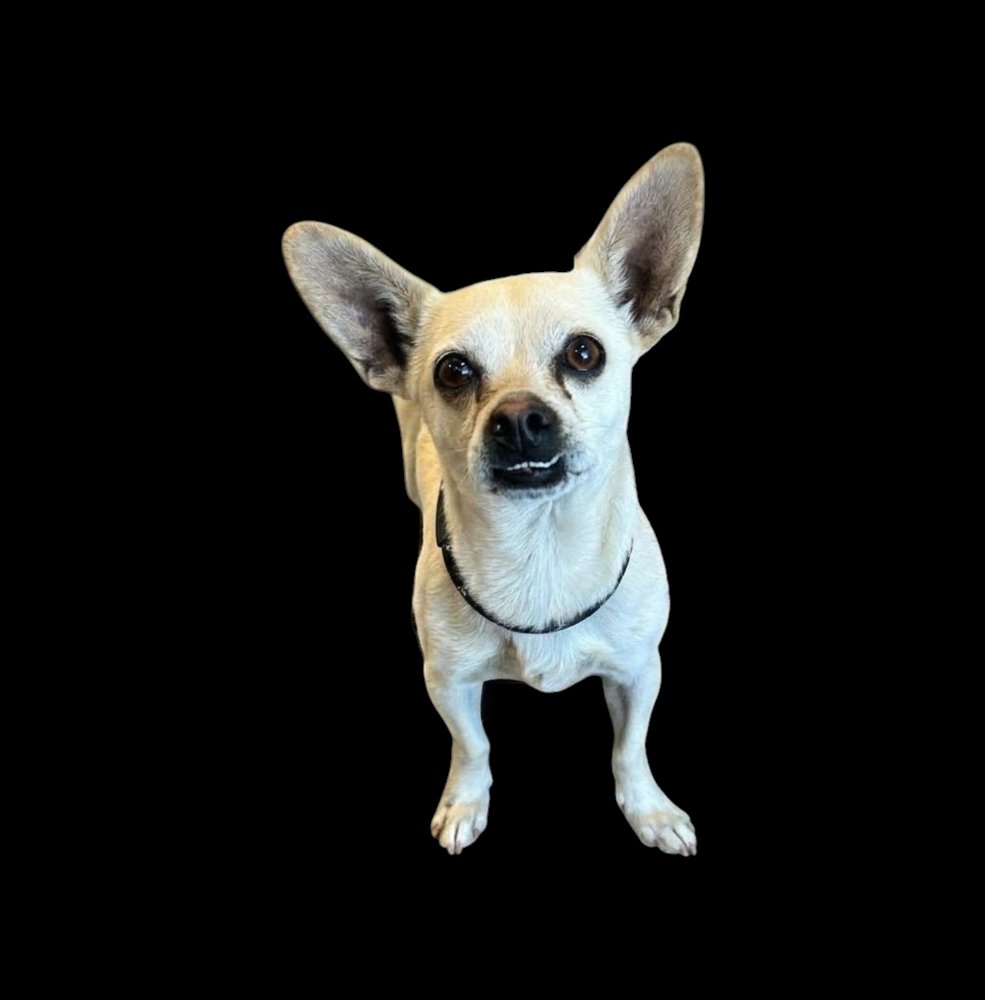 TUDOR - Chihuahua available for adoption