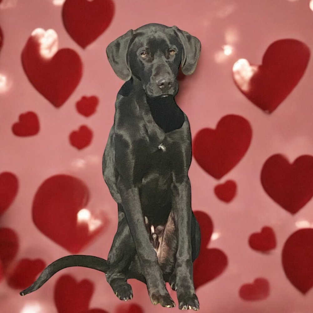 SOLOMON - Great Dane / Labrador Retriever available for adoption