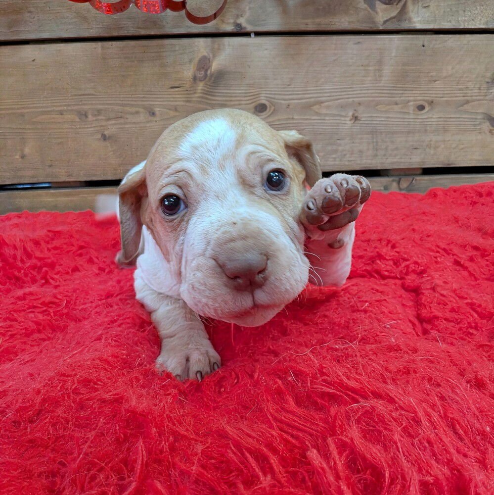 MR MAGOO - Terrier available for adoption