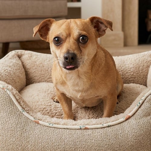 SOLO - Chihuahua available for adoption