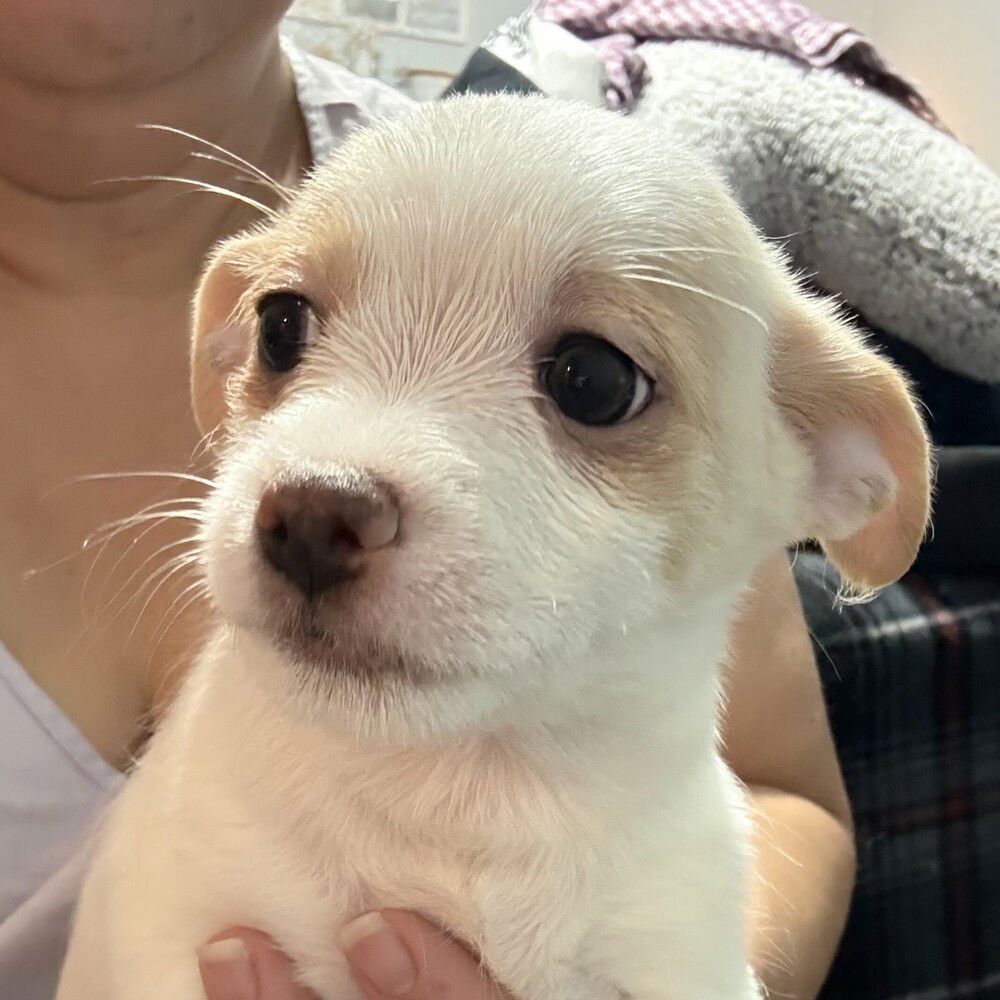 ROMEO - Chihuahua / Poodle (Miniature) available for adoption