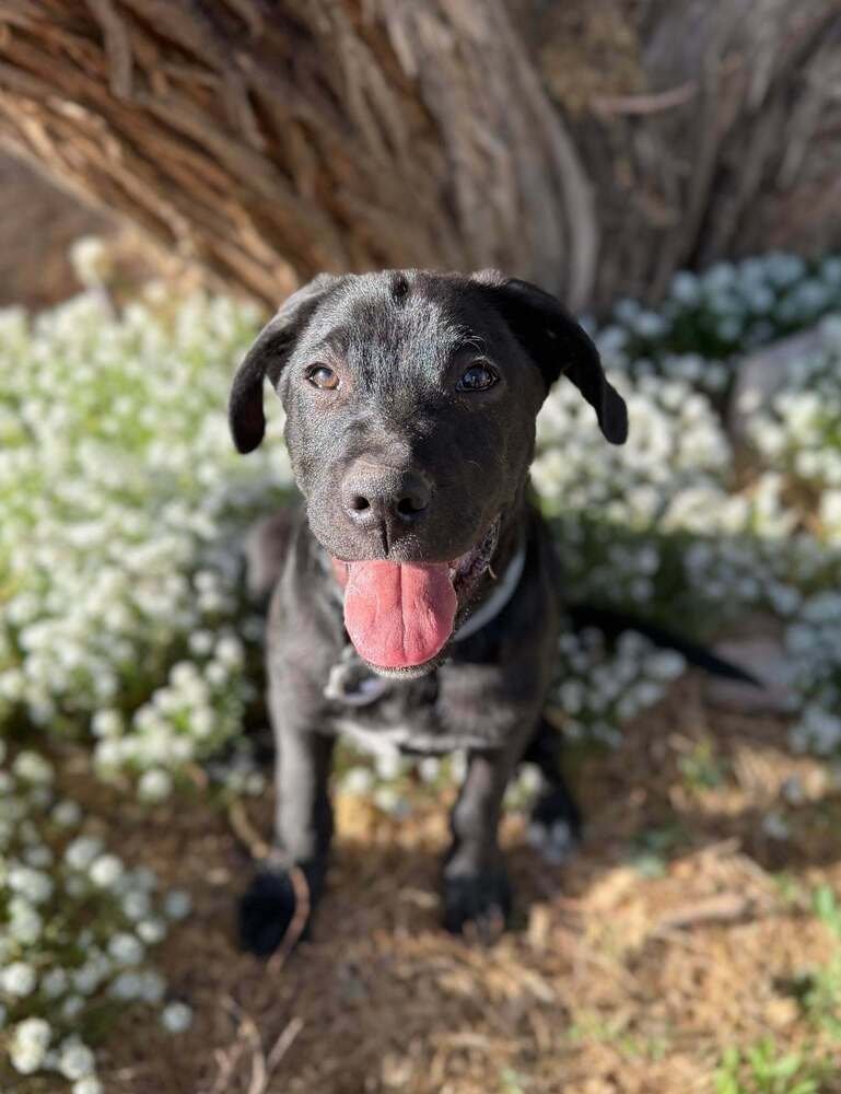 SMUDGE - Terrier available for adoption