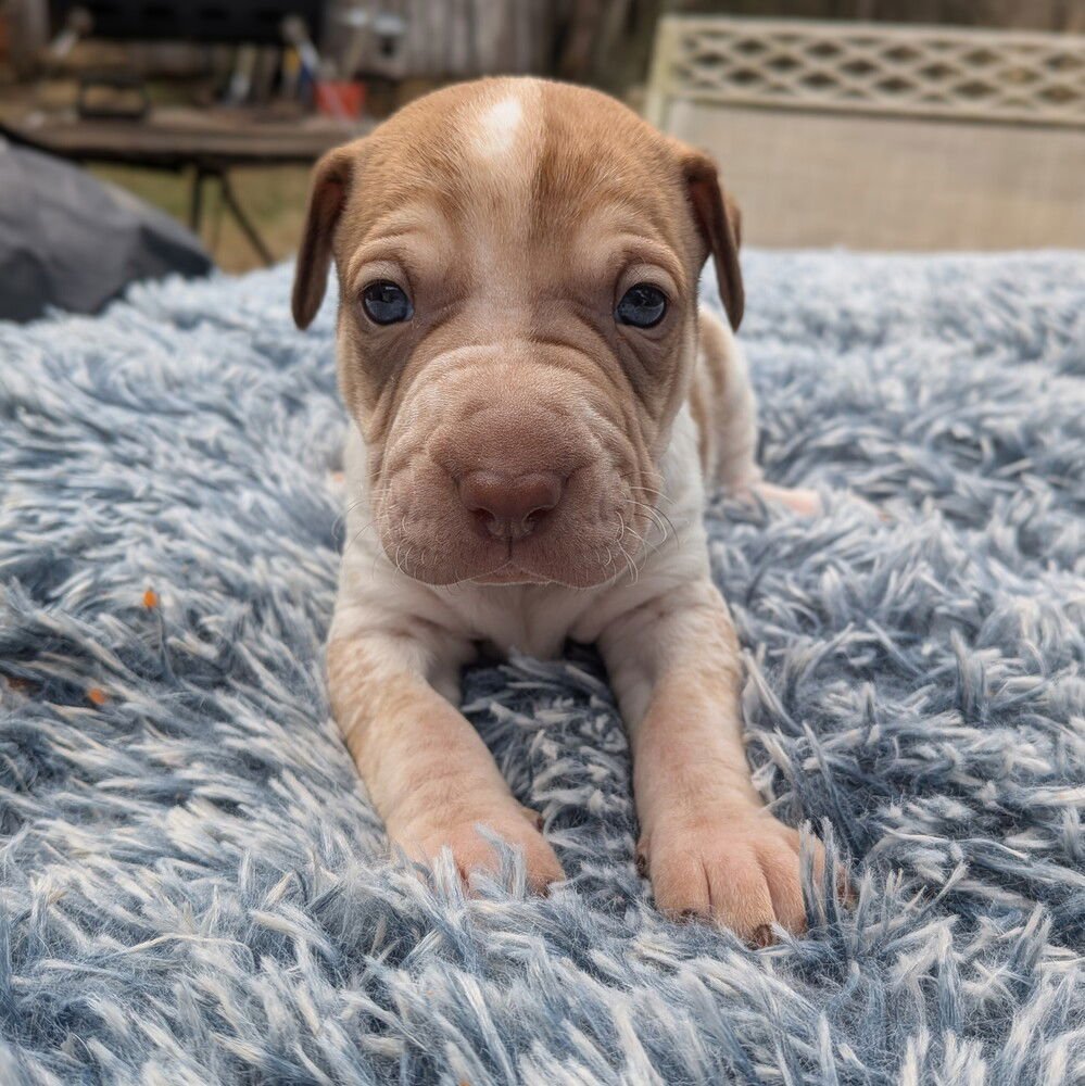 RUMOR - Terrier available for adoption