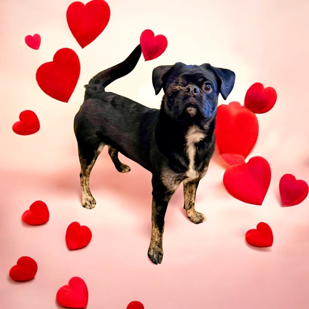 WATSON - Pug available for adoption