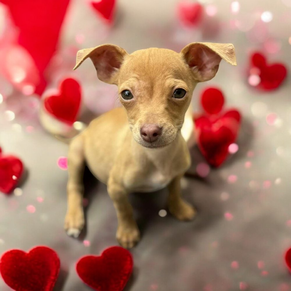 STACK - Chihuahua available for adoption