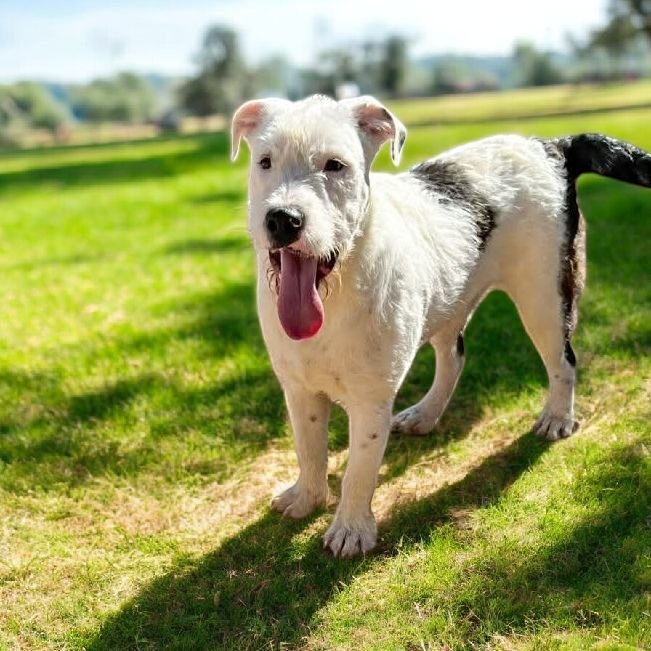 NOODLES - Terrier available for adoption