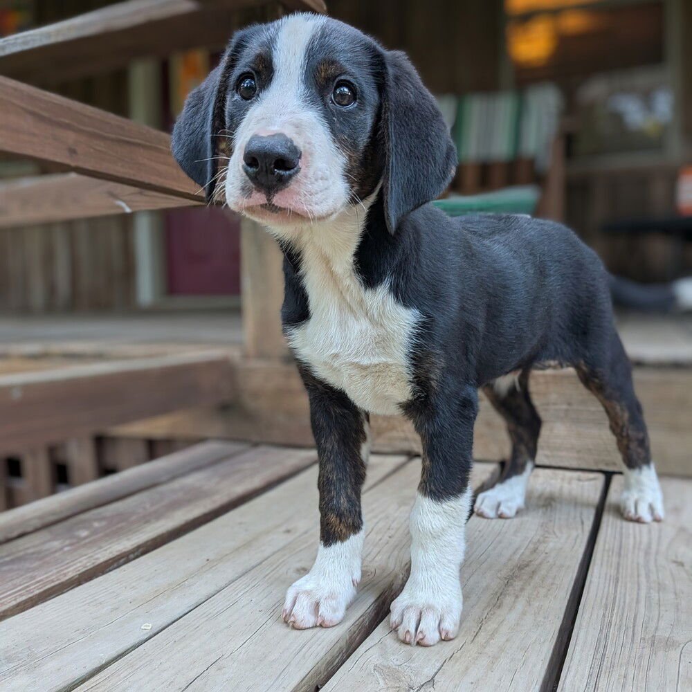 MALARKEY - Bernese Mountain Dog available for adoption