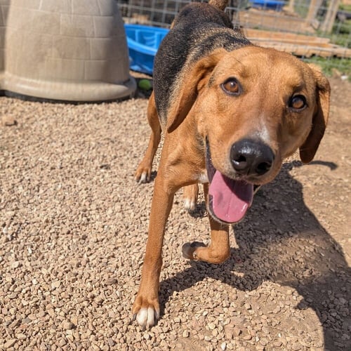 GOOSE - Hound available for adoption