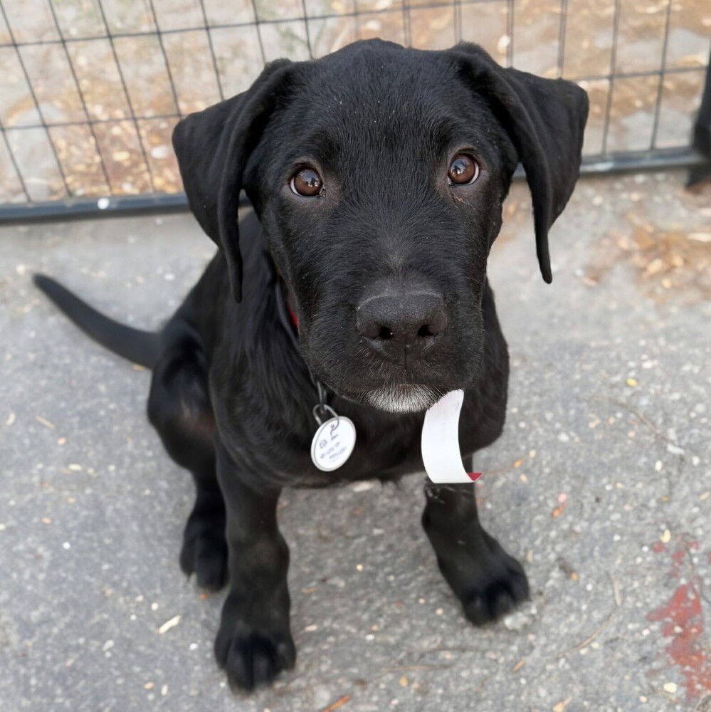 FLECK - Terrier available for adoption