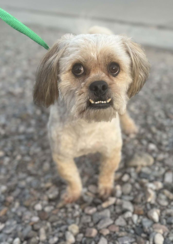 MUPPET - Shih Tzu available for adoption