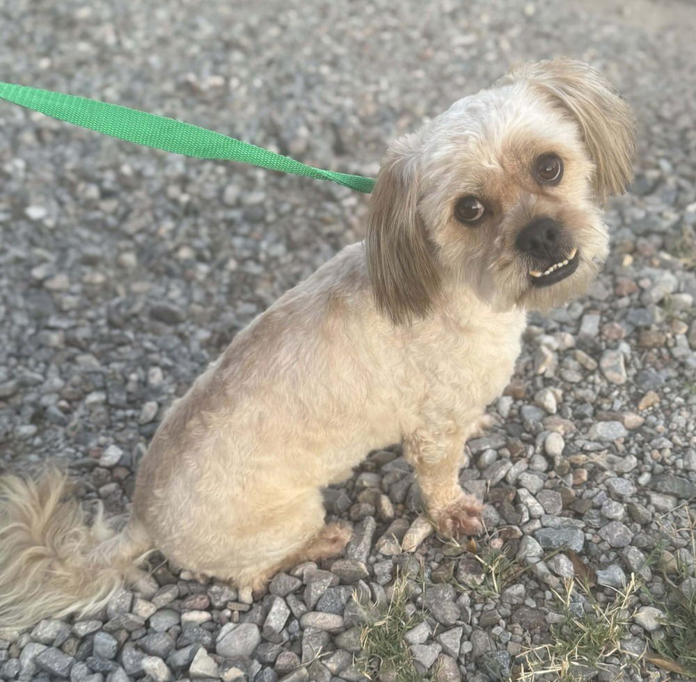 MUPPET - Shih Tzu available for adoption