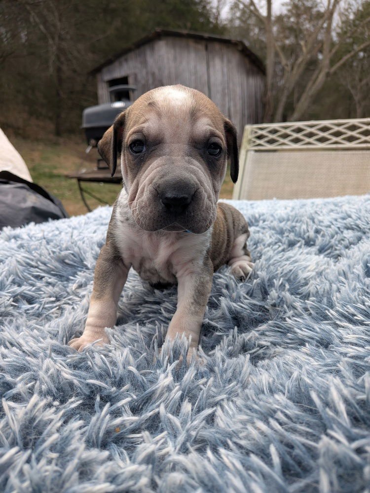 SHADE - Terrier available for adoption