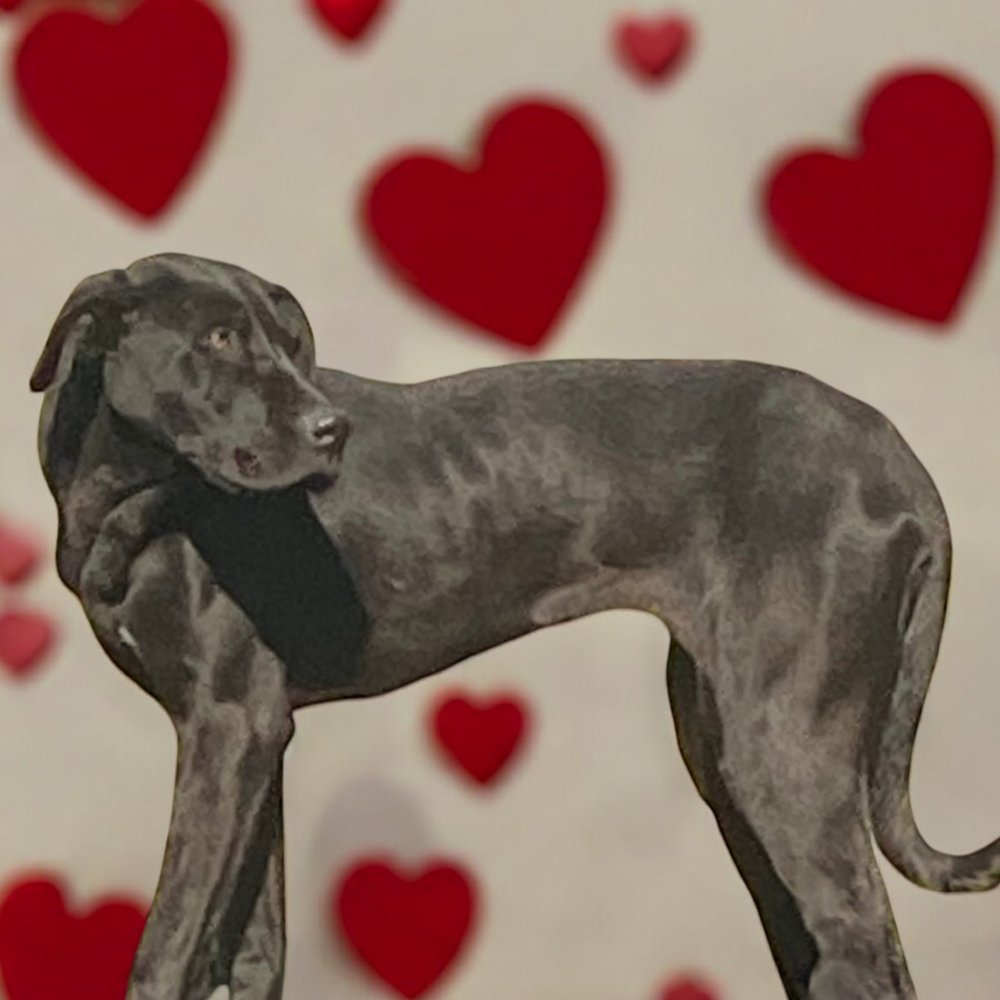 SHEBA - Great Dane / Labrador Retriever available for adoption