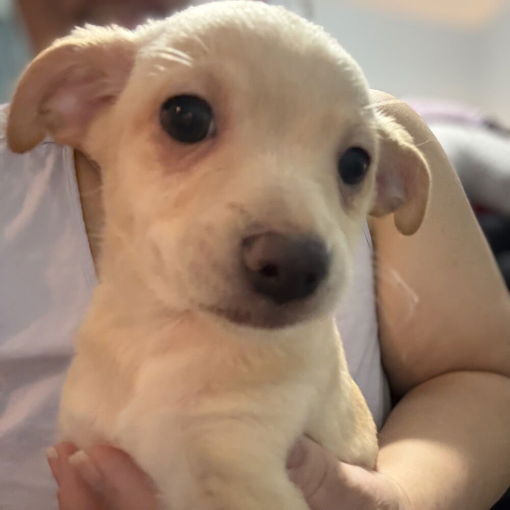 VALENTINO - Chihuahua / Poodle (Miniature) available for adoption