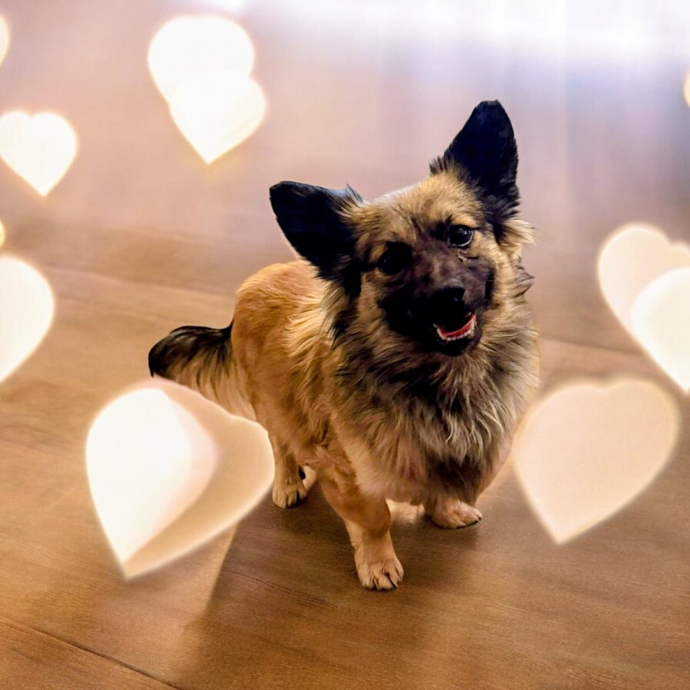 DRYFUS - Terrier available for adoption