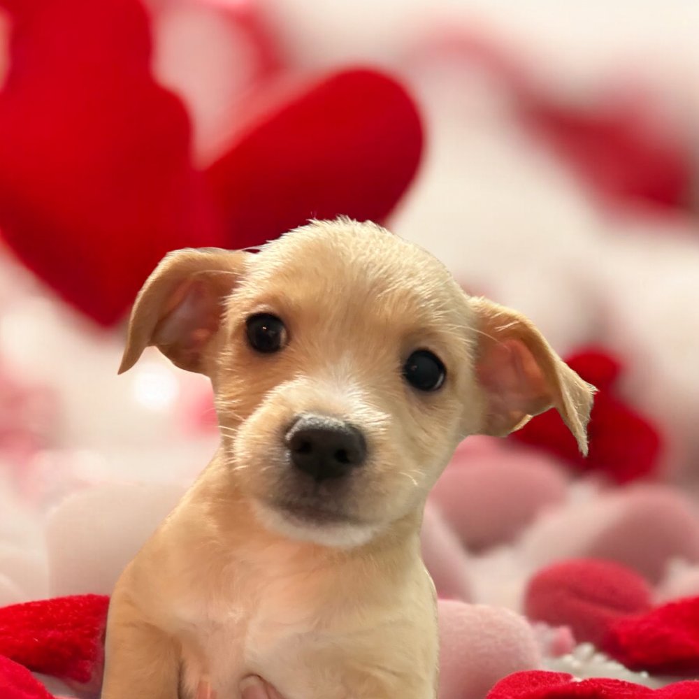 SCARLETT - Chihuahua / Poodle (Miniature) available for adoption