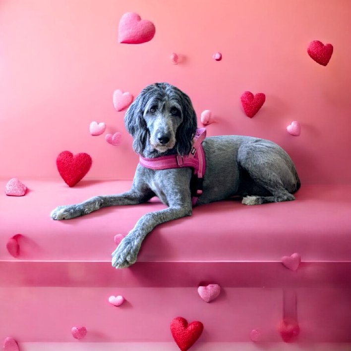 LUCY - Poodle (Standard) available for adoption