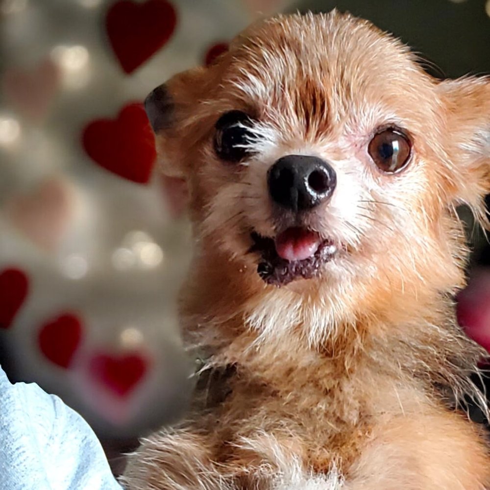 TWIGGY - Yorkshire Terrier Yorkie available for adoption