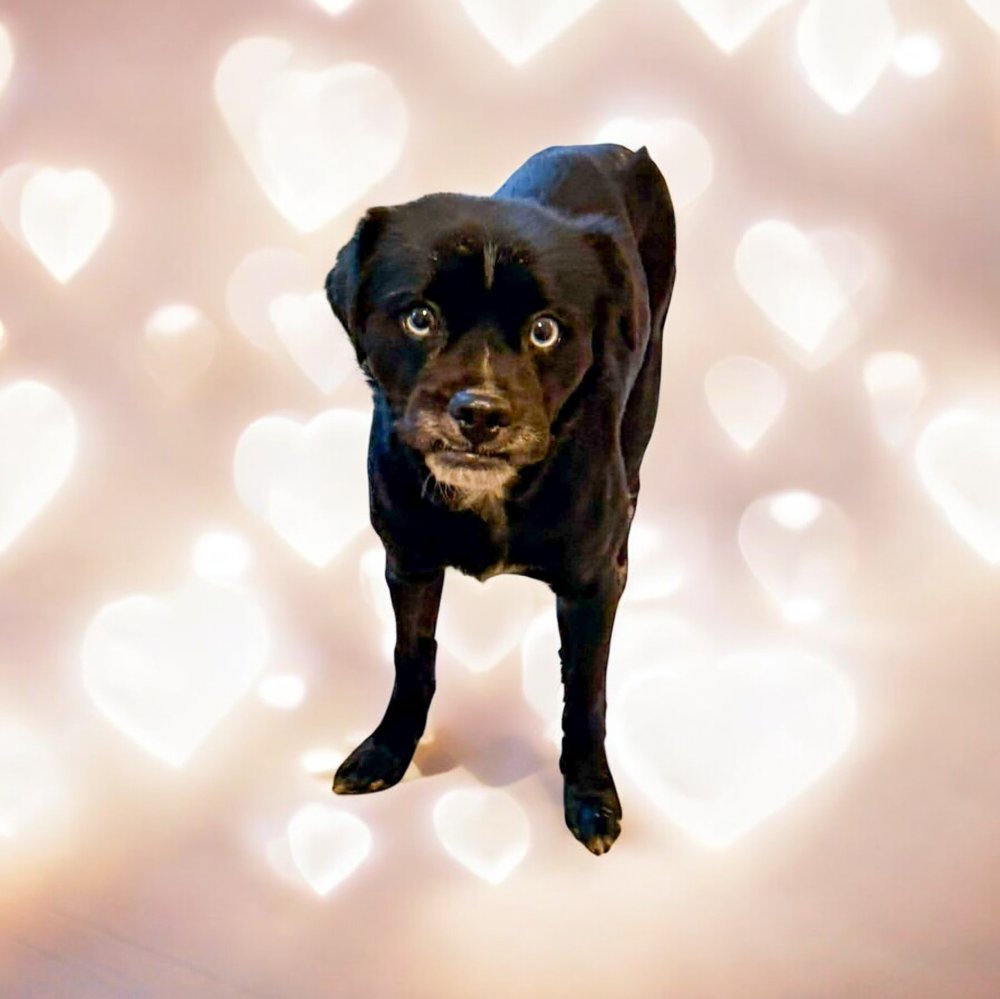 EMMETT - Terrier available for adoption