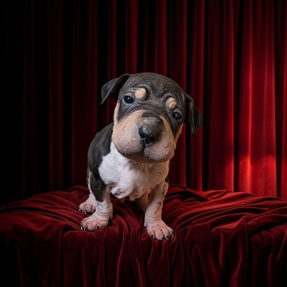 SIR WRINKLESWORTH - Terrier available for adoption