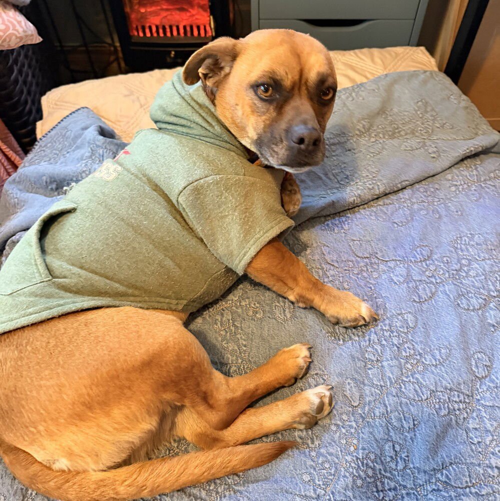 KEVIN - Chihuahua / Pit Bull Terrier available for adoption