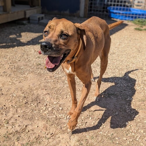 LUNA - Boxer / Labrador Retriever available for adoption