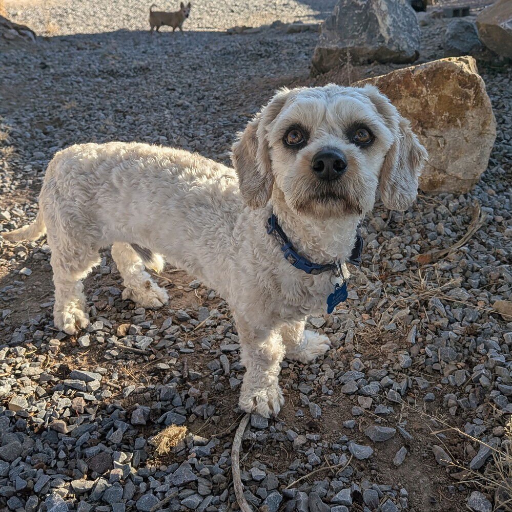 STUART - Poodle (Miniature) available for adoption