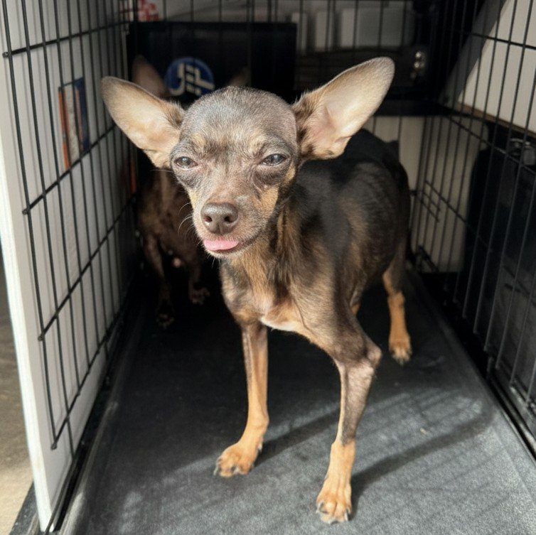 SAVANAH - Chihuahua available for adoption