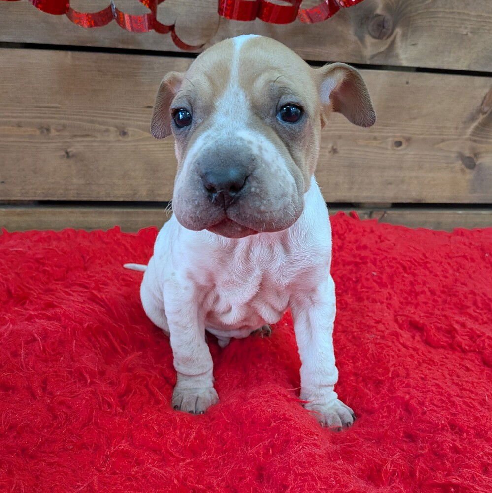 PROFESSOR PICKLES - Terrier available for adoption