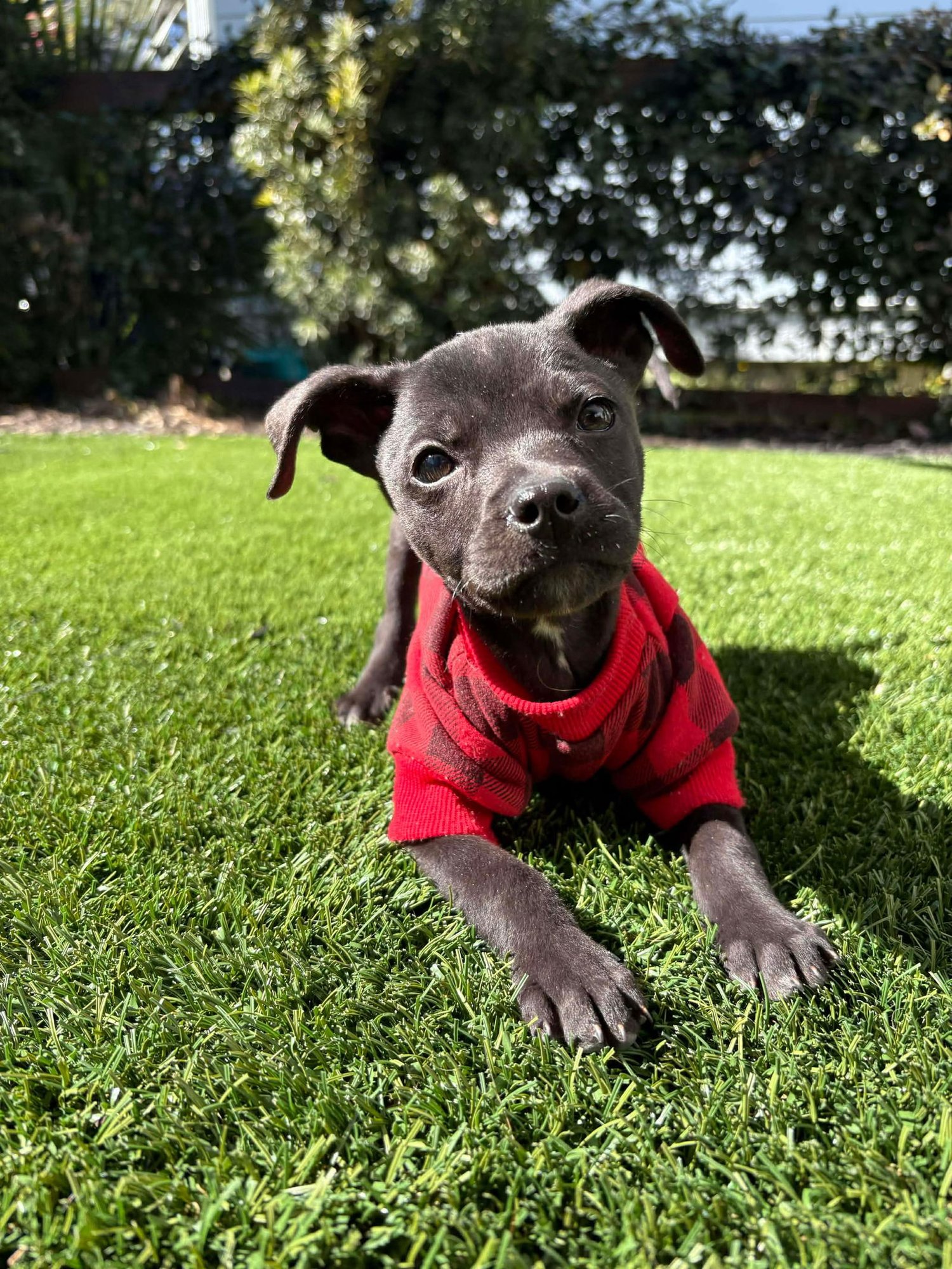 FLAME - Unknown available for adoption