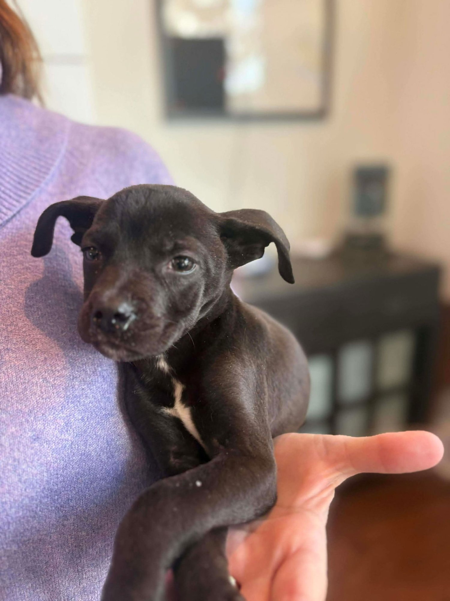 FLAME - Unknown available for adoption