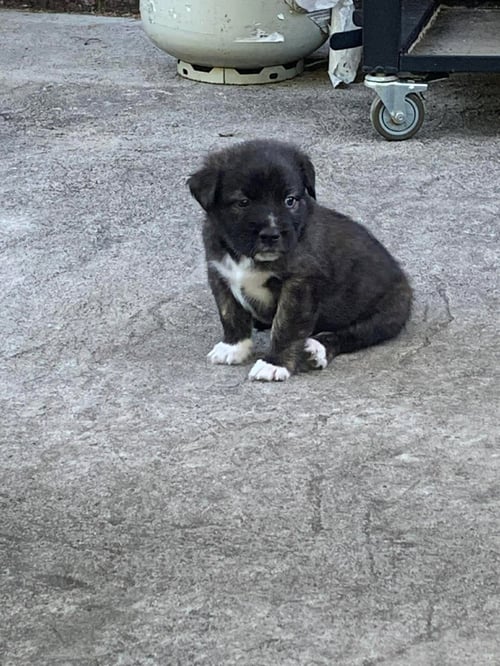 BRISKET - Unknown available for adoption