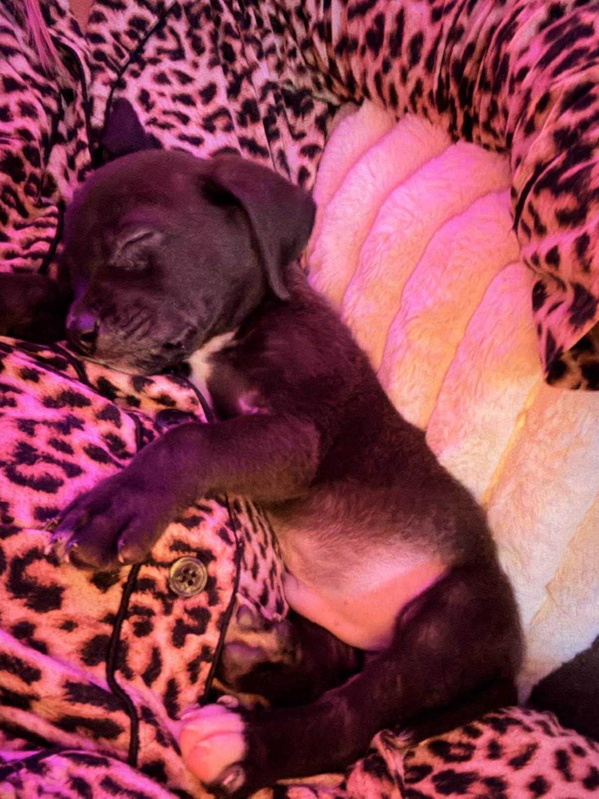 ADAM - Unknown available for adoption