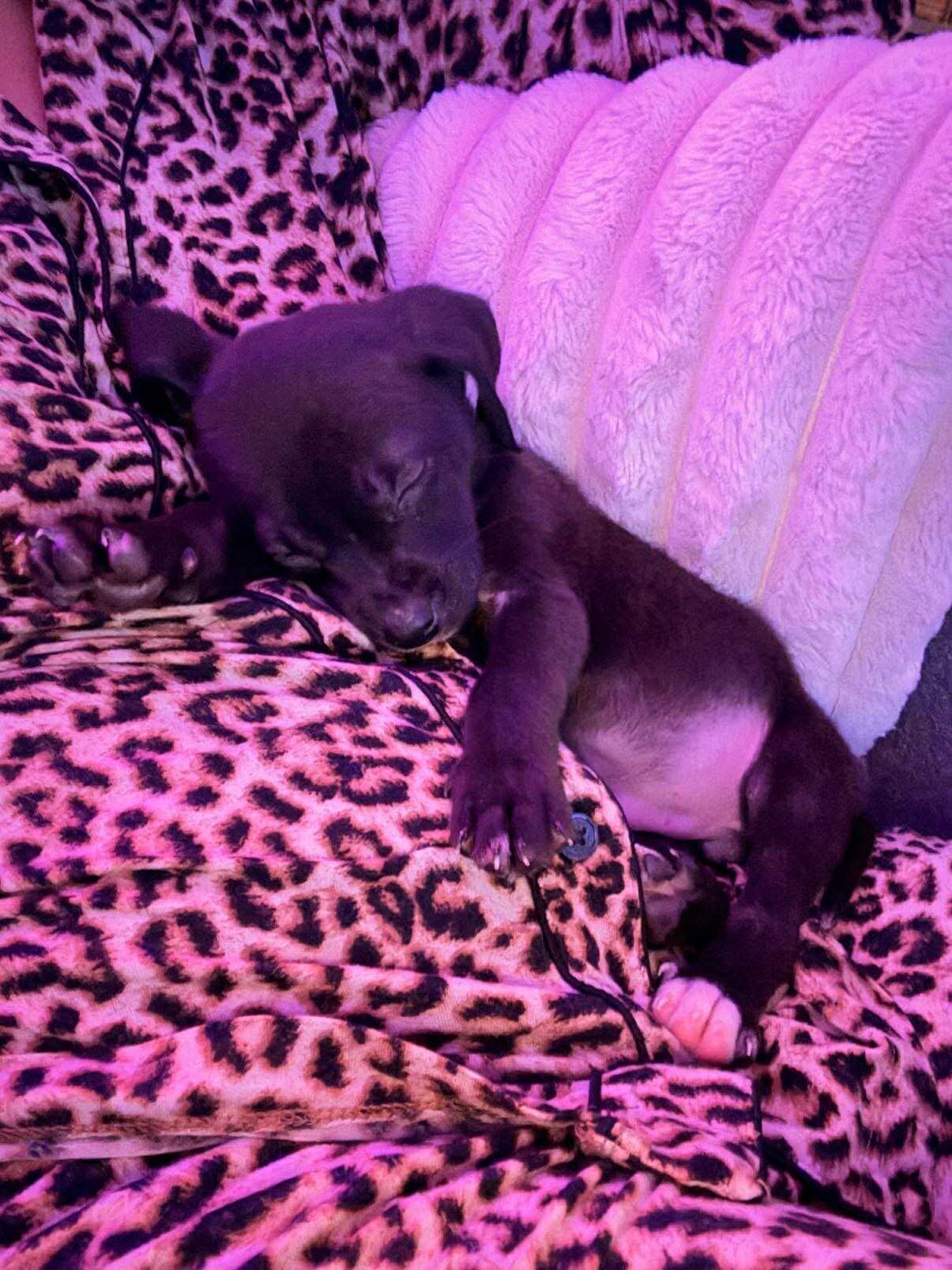 ADAM - Unknown available for adoption