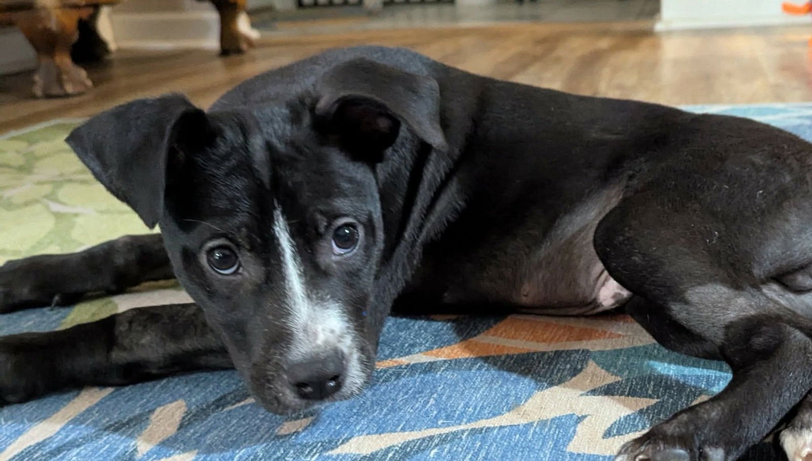 FRANKLIN - Labrador Retriever for adoption in Mount Pleasant