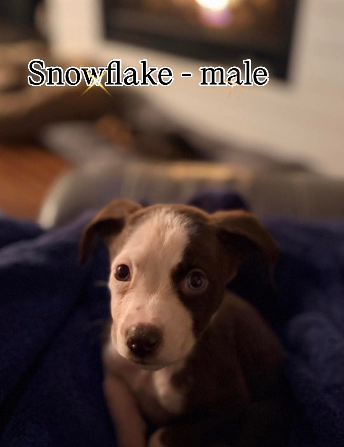 SNOWFLAKE - Unknown available for adoption