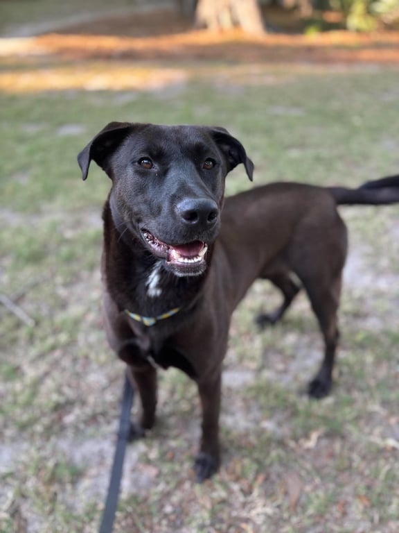 Archie Image