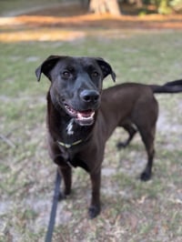 Archie - Photo 1