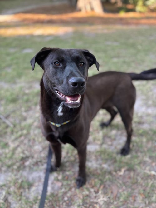ARCHIE - Labrador Retriever for adoption in Mount Pleasant