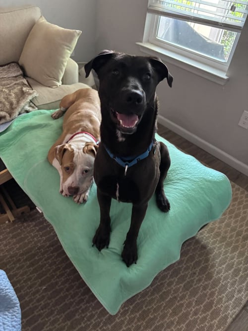 ARCHIE - Labrador Retriever available for adoption