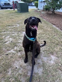 Archie - Photo 3