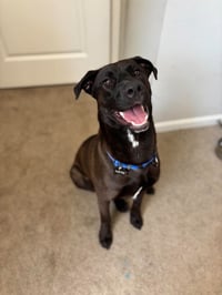 Archie - Photo 4