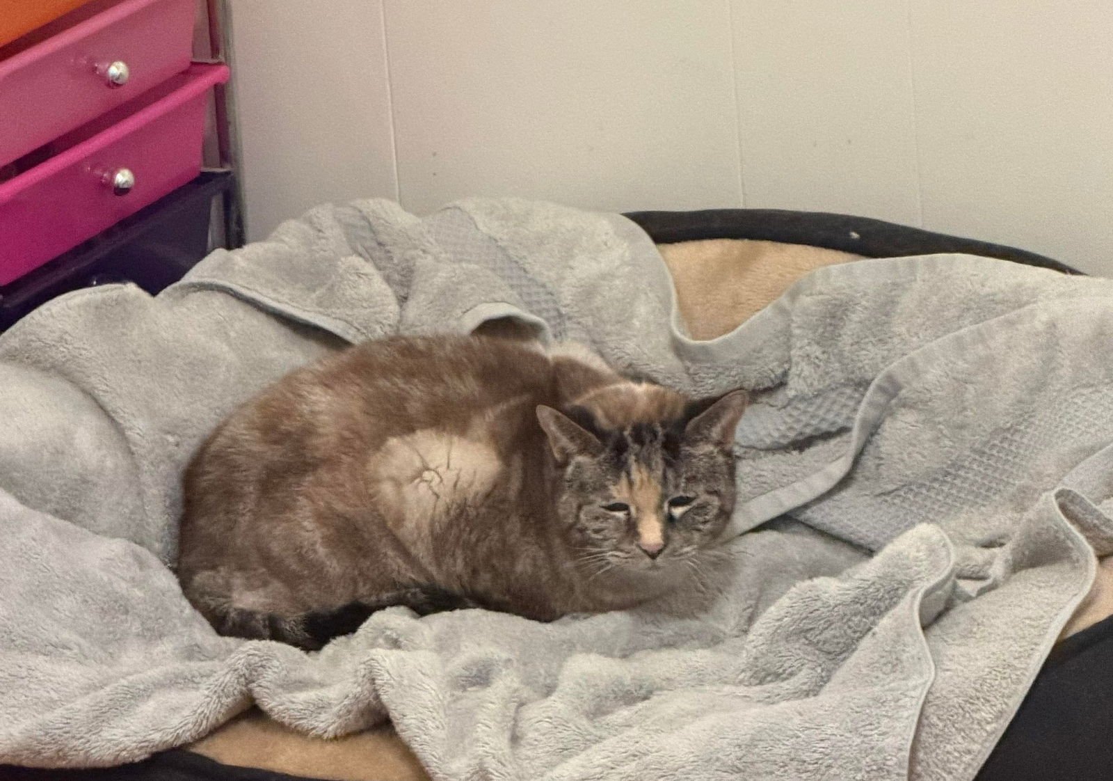 PRECIOUS - Domestic Short Hair available for adoption