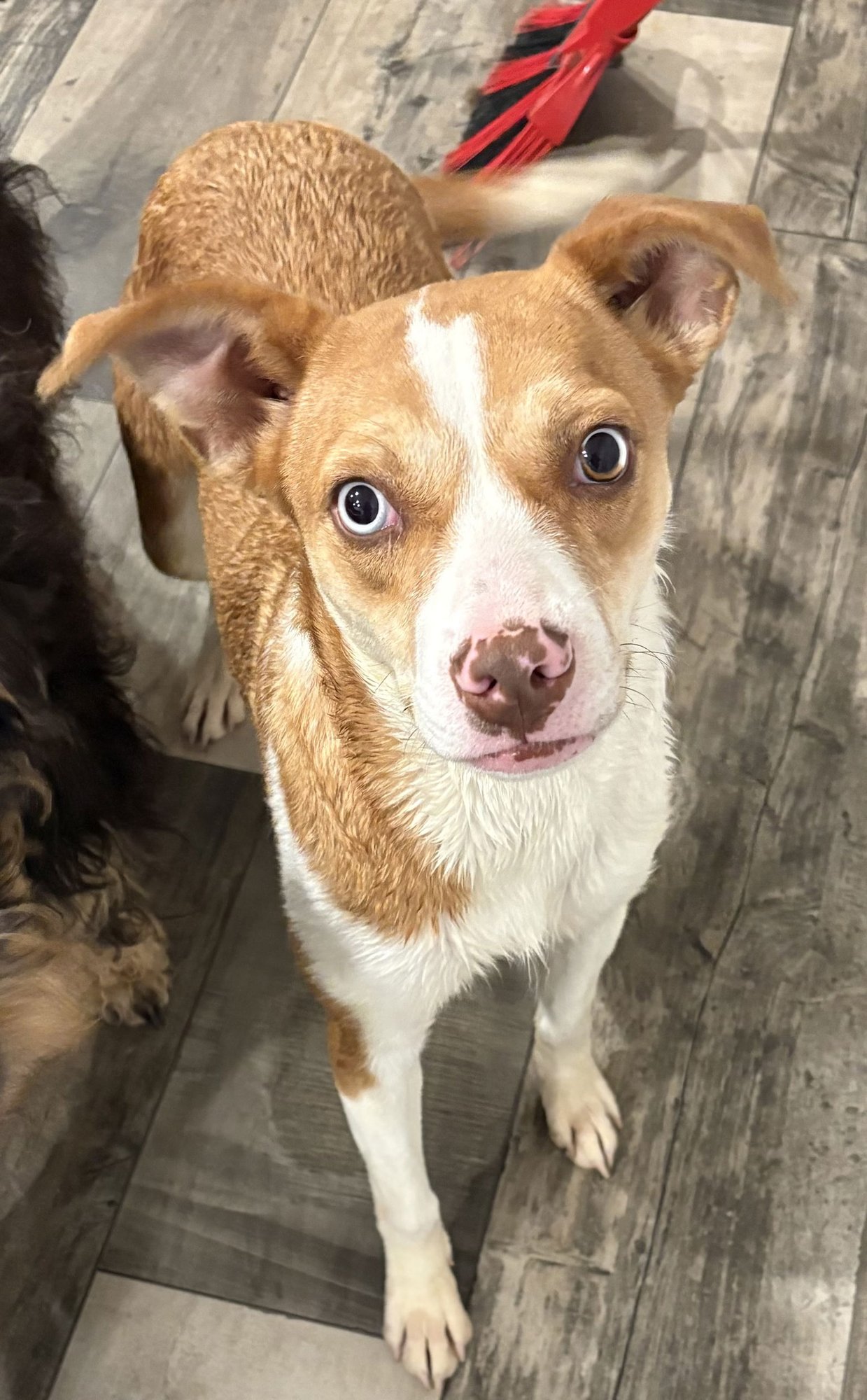 CHARLOTTE - Unknown available for adoption