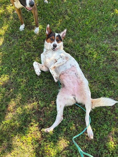 PIPPA - Collie for adoption in Mount Pleasant
