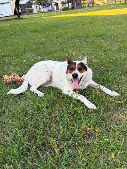 PIPPA - Collie available for adoption